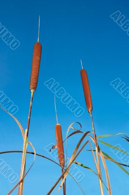 Bulrush against blue sky