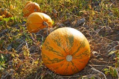 Pumpkins in the garden