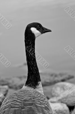 Canadian Goose
