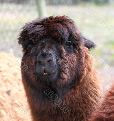 the face of an alpaca