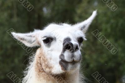 the face of a llama