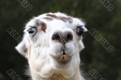 the face of a llama
