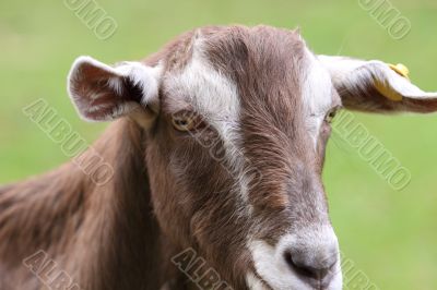 a face of a goat