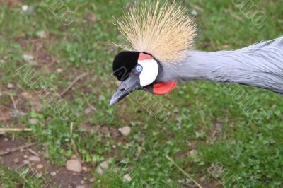 Grey crowned crane