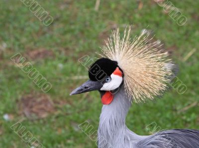 Grey crowned crane