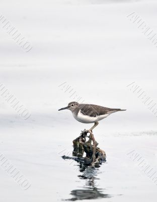 Common Sandpiper