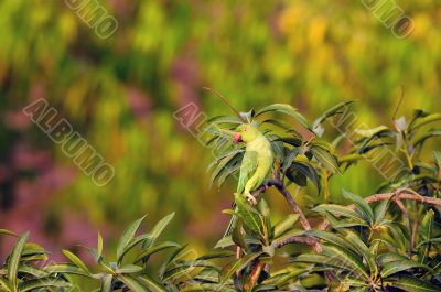 Rose Ringed Parakeet