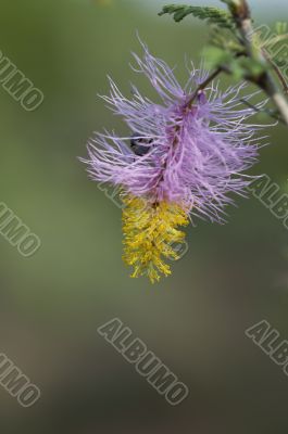 Sickle bush