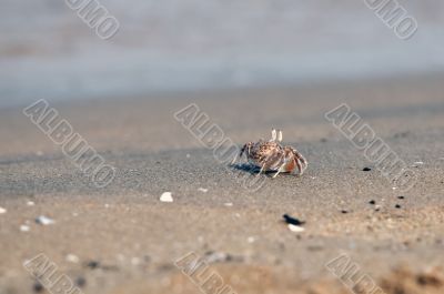 Fiddler Crab
