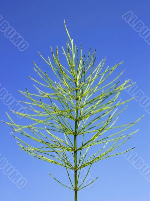 Field horsetail in autumn