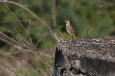 Paddy Field Pipit