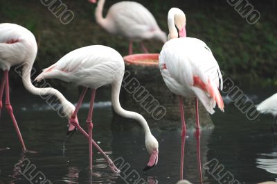 Flamingos