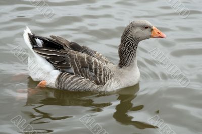 canadian Geese