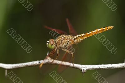 dragon fly