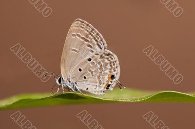 Pandava Butterfly