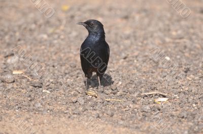 Indian Robin