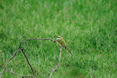 Bee Eater