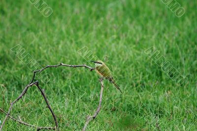 Bee Eater