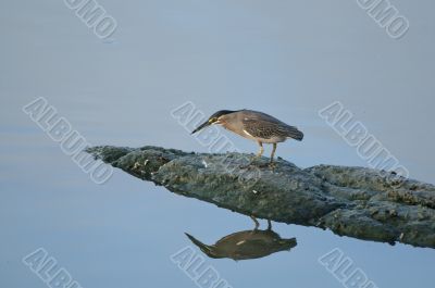 Little Green Heron