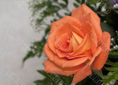 Orange Rose