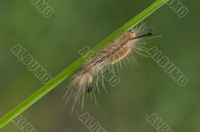 Caterpillar