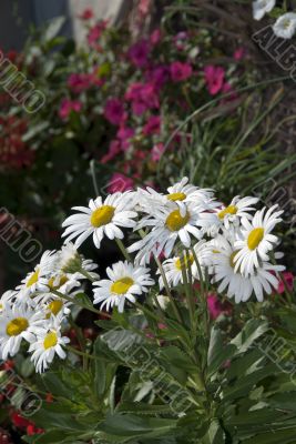 Daisies