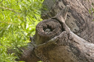 Spotted Owlet