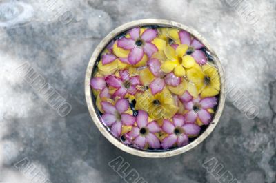 frangipani flowers