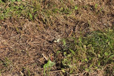 The butterfly in a grass - has masked