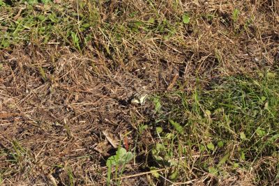 The butterfly in a grass - has masked