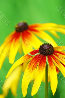 Yellow Flowers