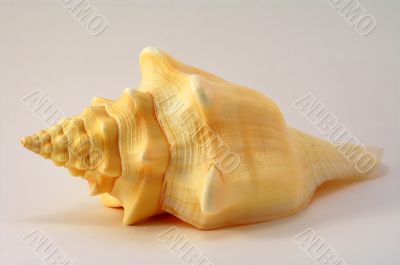 Sea shell from one side