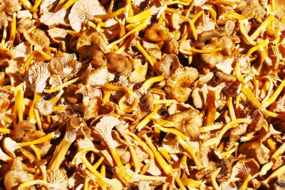 Lots of mushrooms