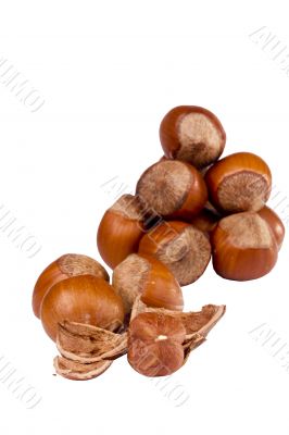 Brown Hazelnuts