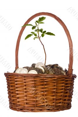 Coins and Plant in a Basket