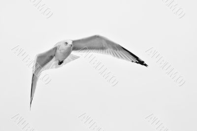 A white seagull flying up in the air