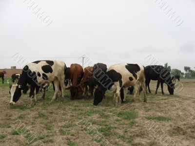 cows grazing in the field