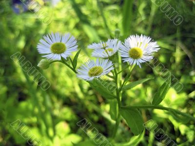 Camomille in the forest