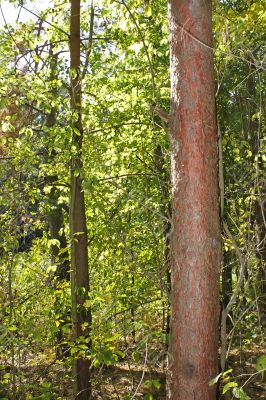 The trunk of pine