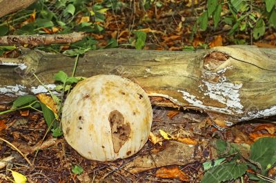 Giant Puffball fungus