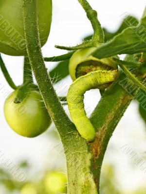 Cutworm eats green tomato