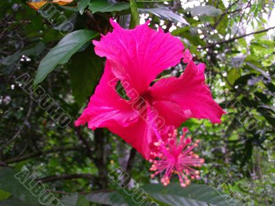 Red Hibiscus flower