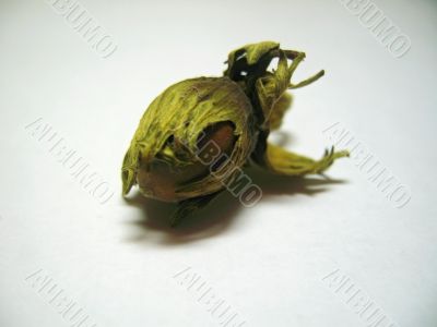 The nut isolated
