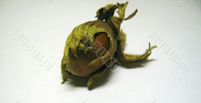 The nut isolated