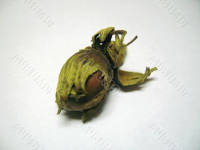 The nut isolated