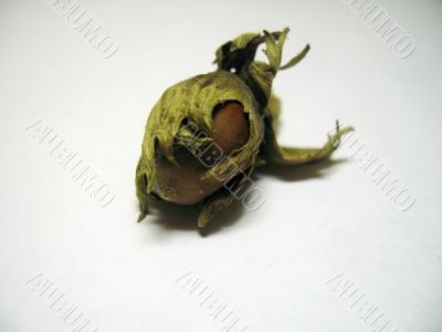 The nut isolated