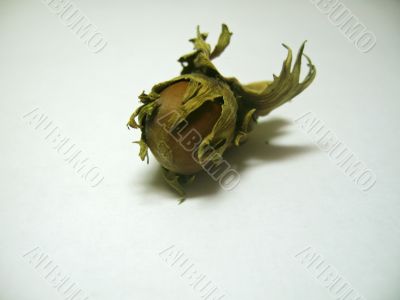 The nut isolated