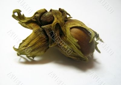 The nut isolated
