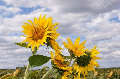 Sunflowers in the field