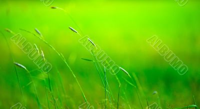 Grass pile on the smooth blurred green background